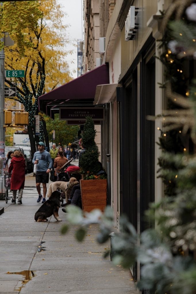 Dogs on the UES in NYC