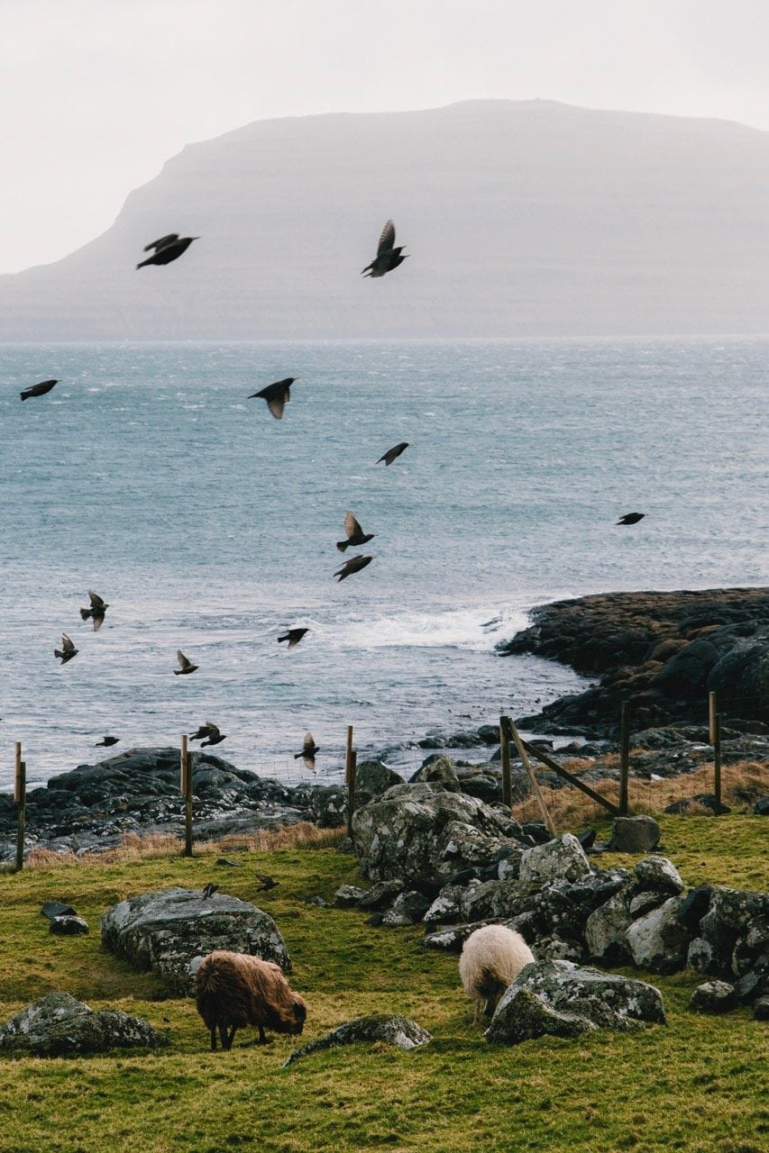 Sheep on a farm in Tórshavn, Faroe Islands