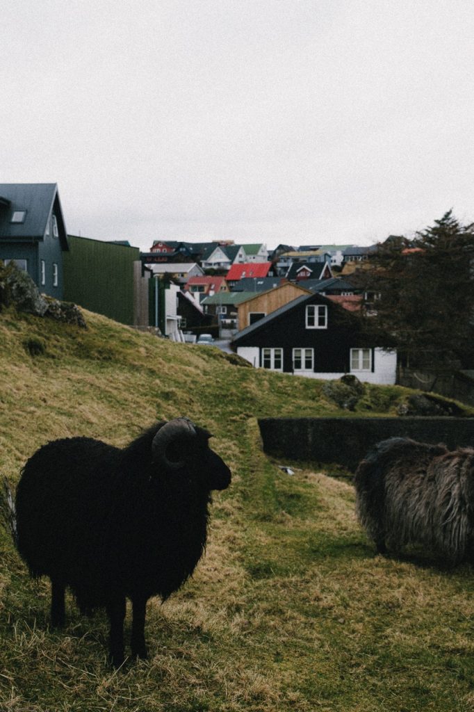 A film-style photo of a ram in Tórshavn, Faroe Islands