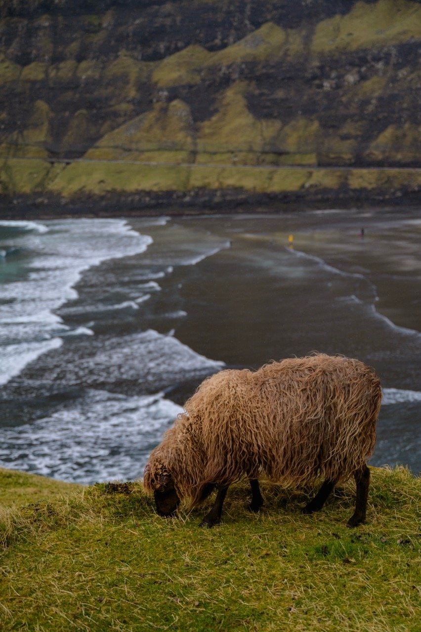 A sheep eating grass in Tjørnuvík, Faroe Islands