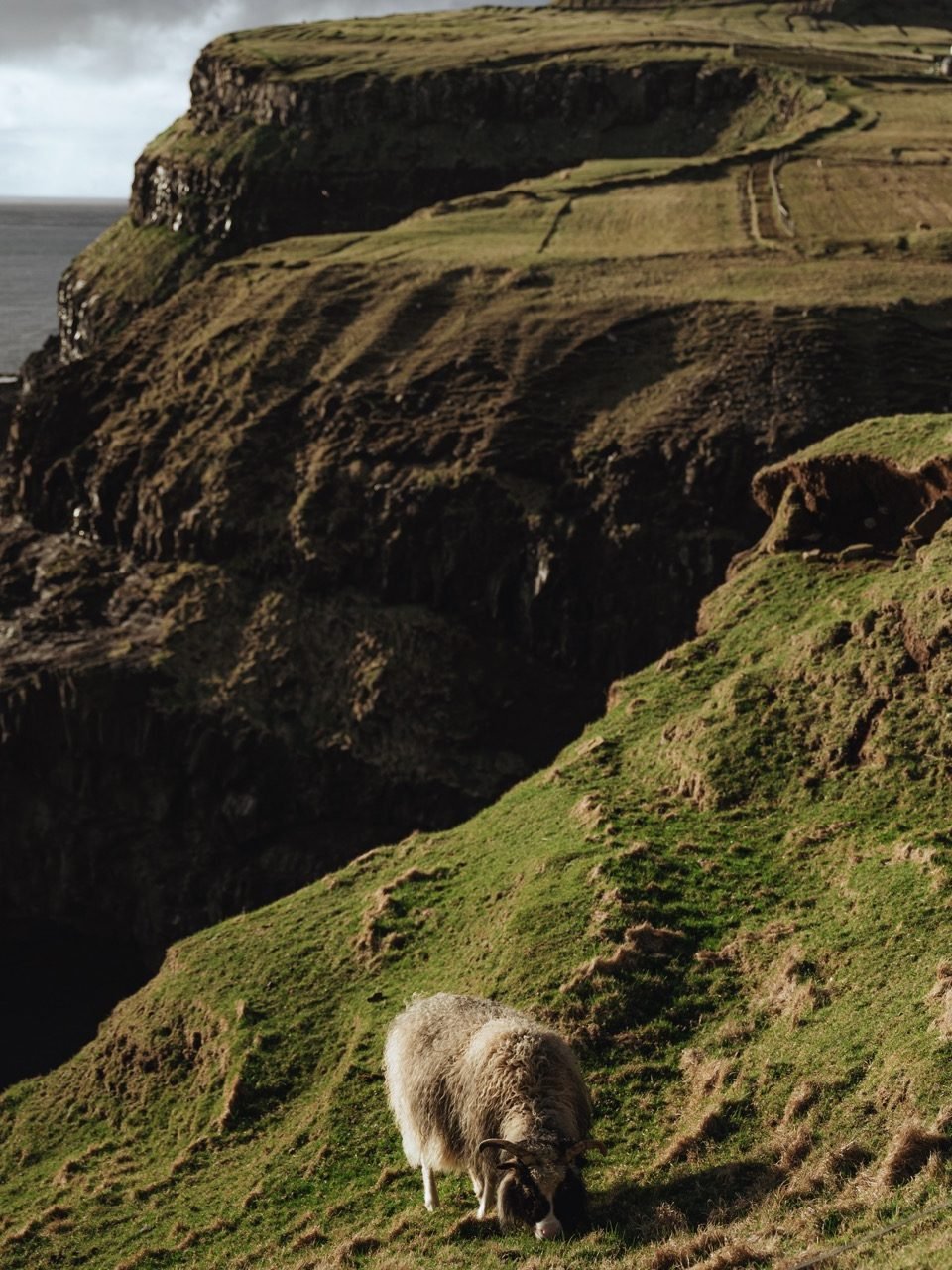 A sheep grazing in the Faroe Islands