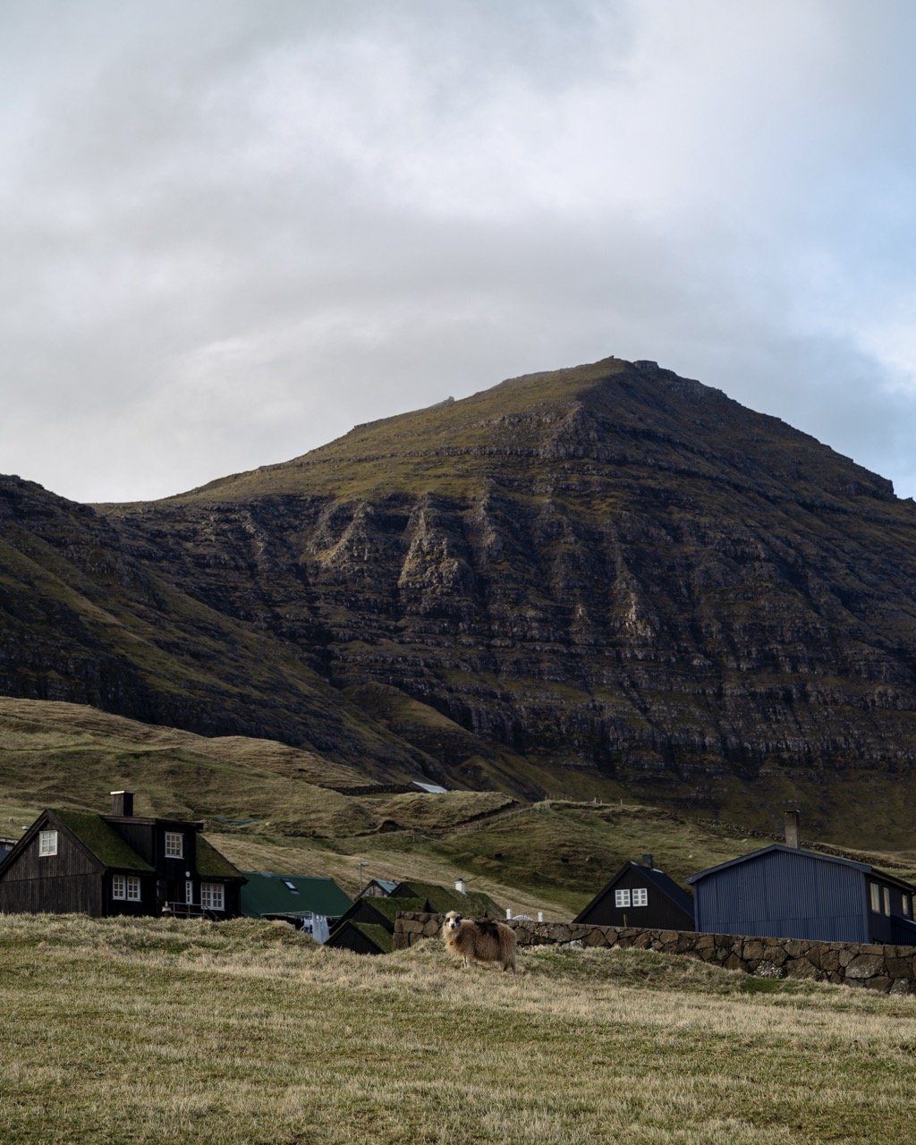 A photo of a Faroese sheep in Gásadalur, Faroe Islands