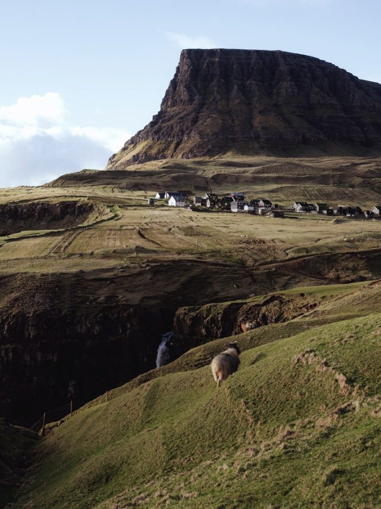 A sheep walking close to Gásadalur, Faroe Islands