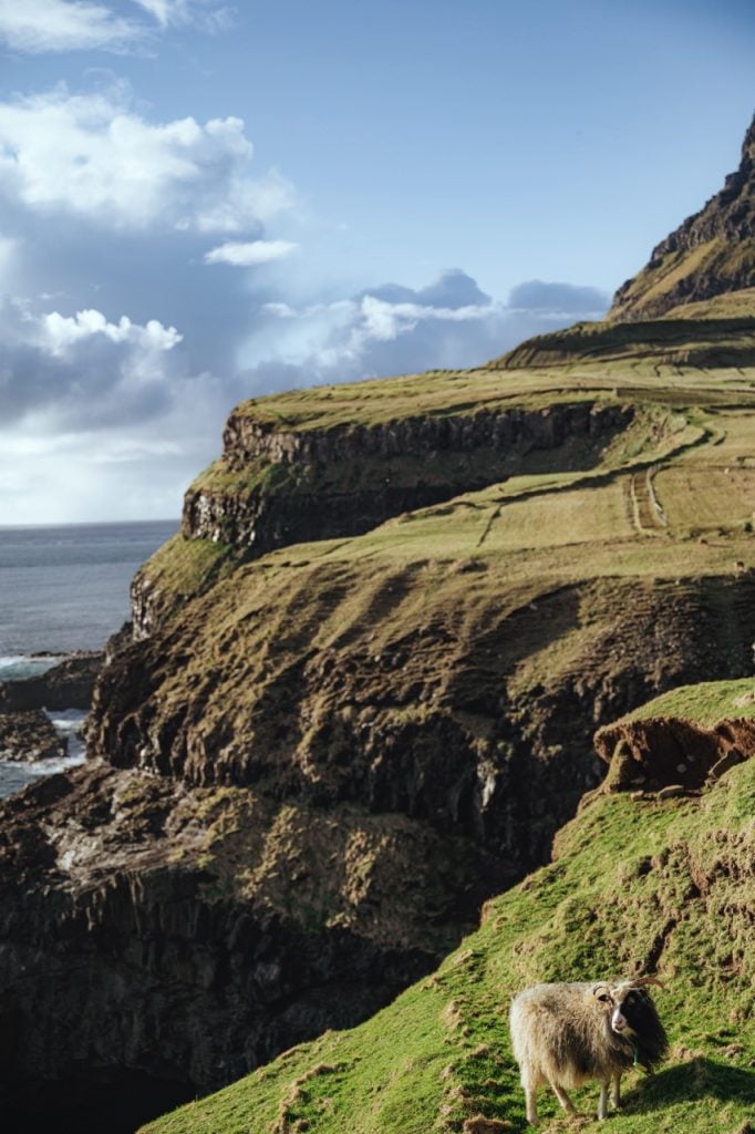 A sheep grazing in Gásadalur, Faroe Islands