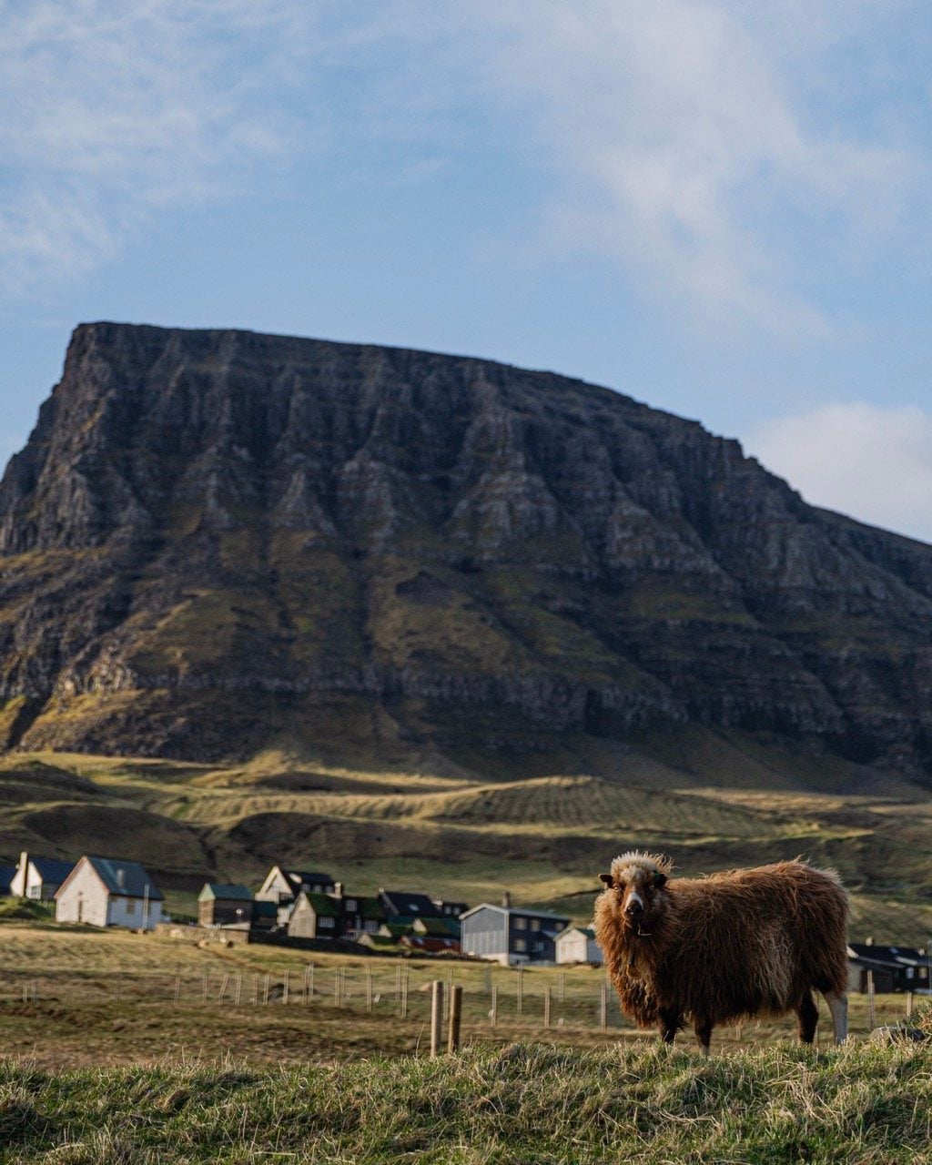 A portrait of a sheep in the Faroe Islands