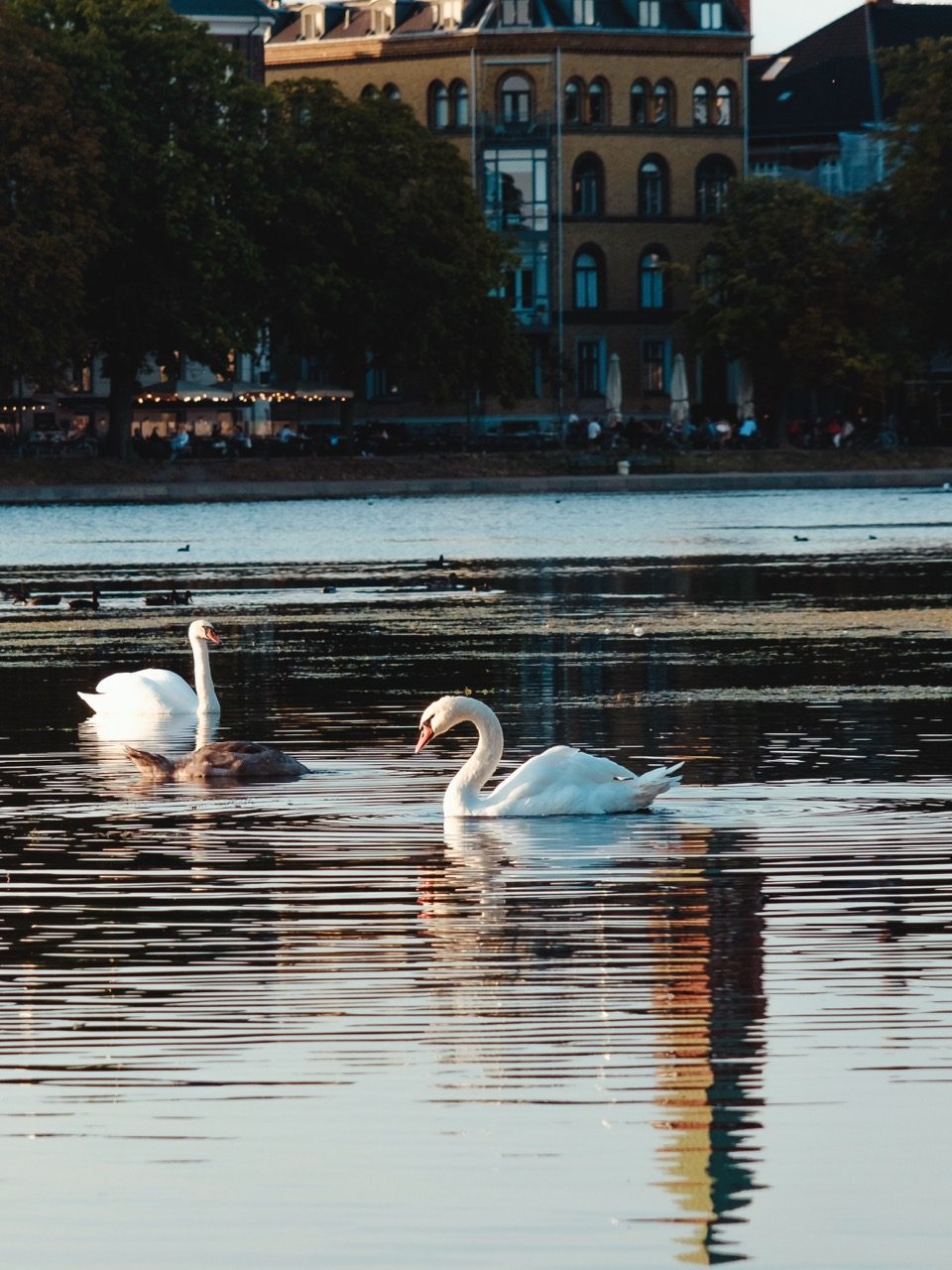 A photo of some swans on The Lakes in Copenhagen