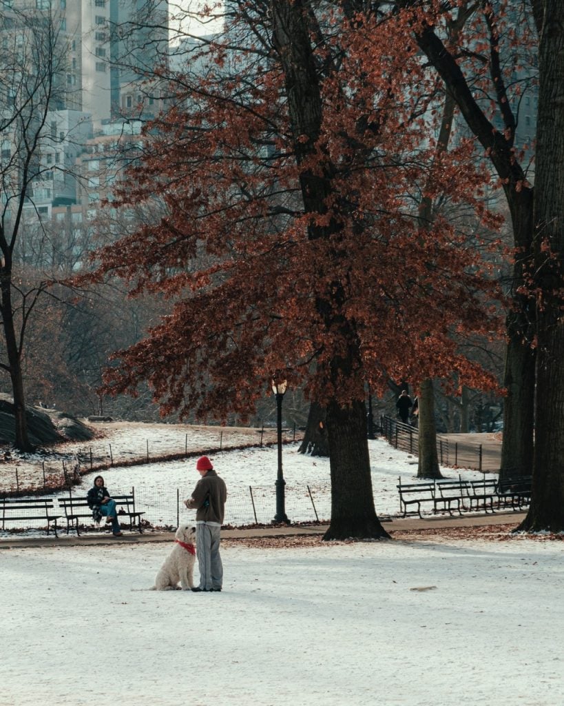 A dog in Central Park, NYC