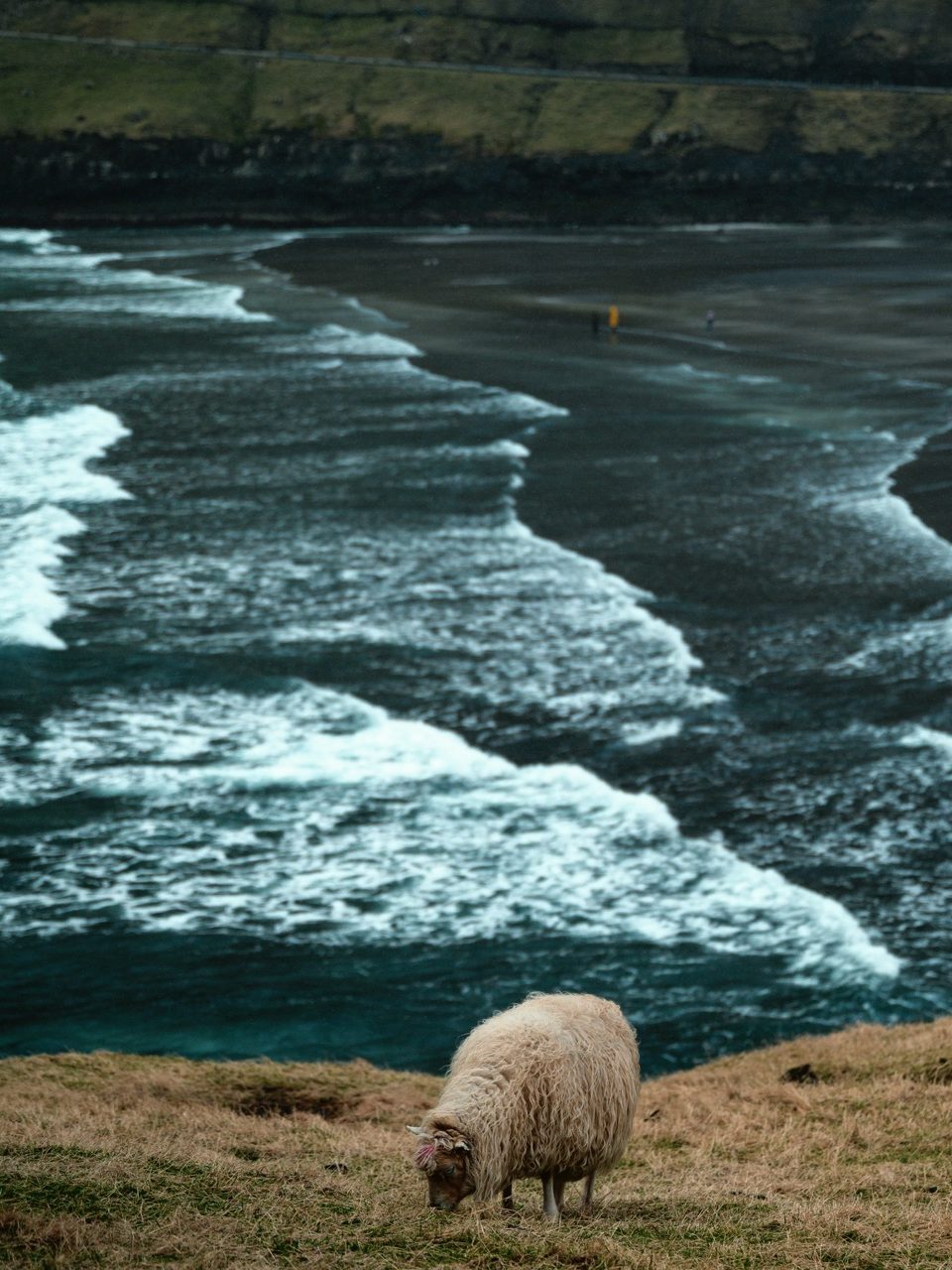 A sheep eating on a hill next to Tjørnuvík, Faroe Islands