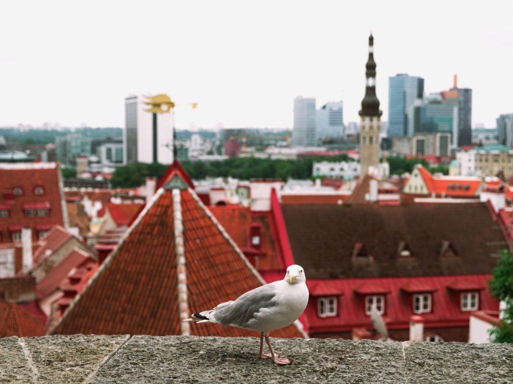 A bird at a viewpoint in Tallinn, Estonia