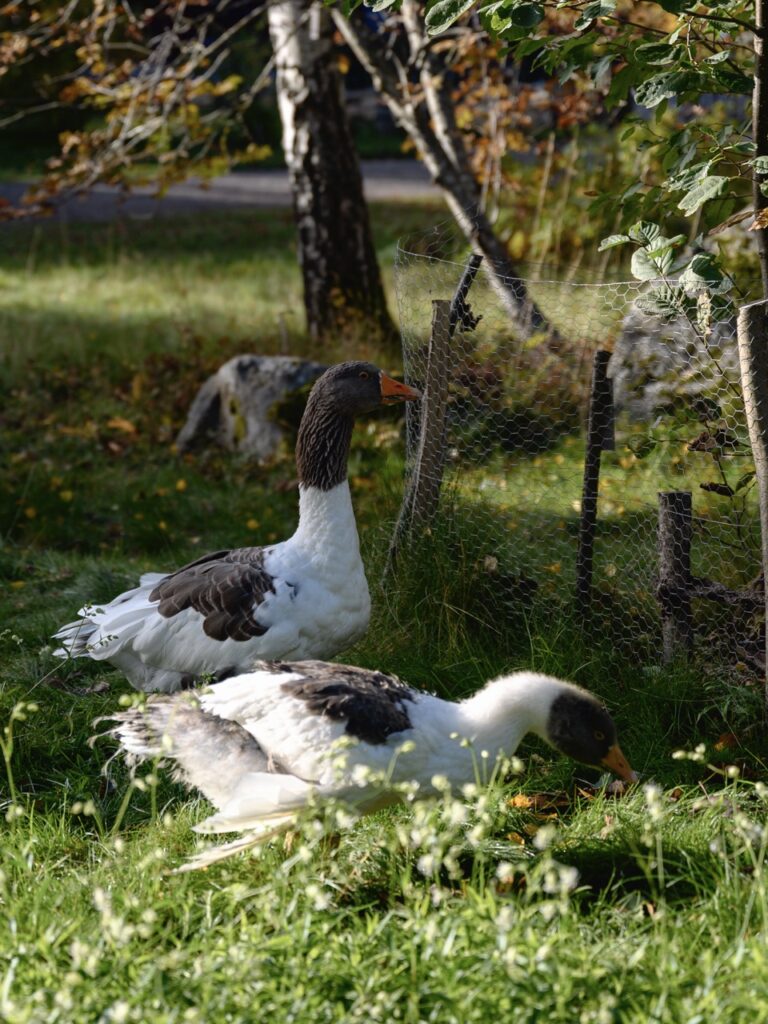 Geese in Stockholm's Skansen Open Air Museum