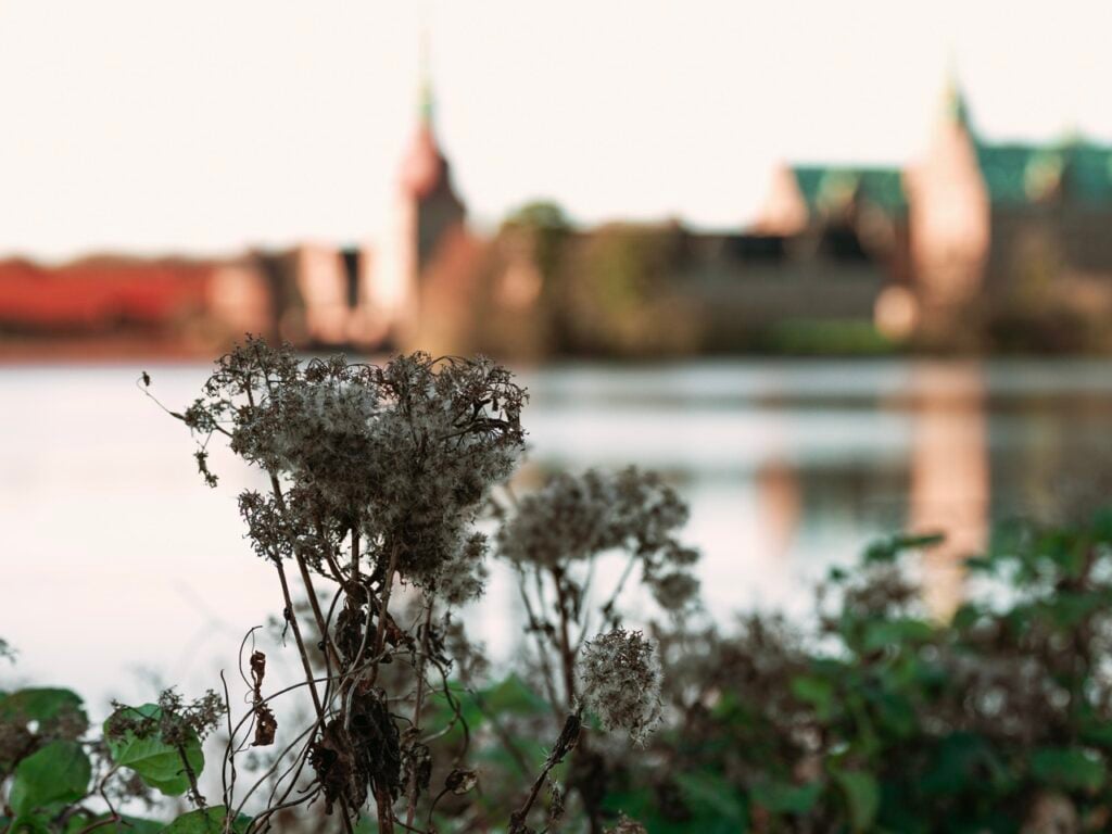 A plant outside Frederiksborg Castle