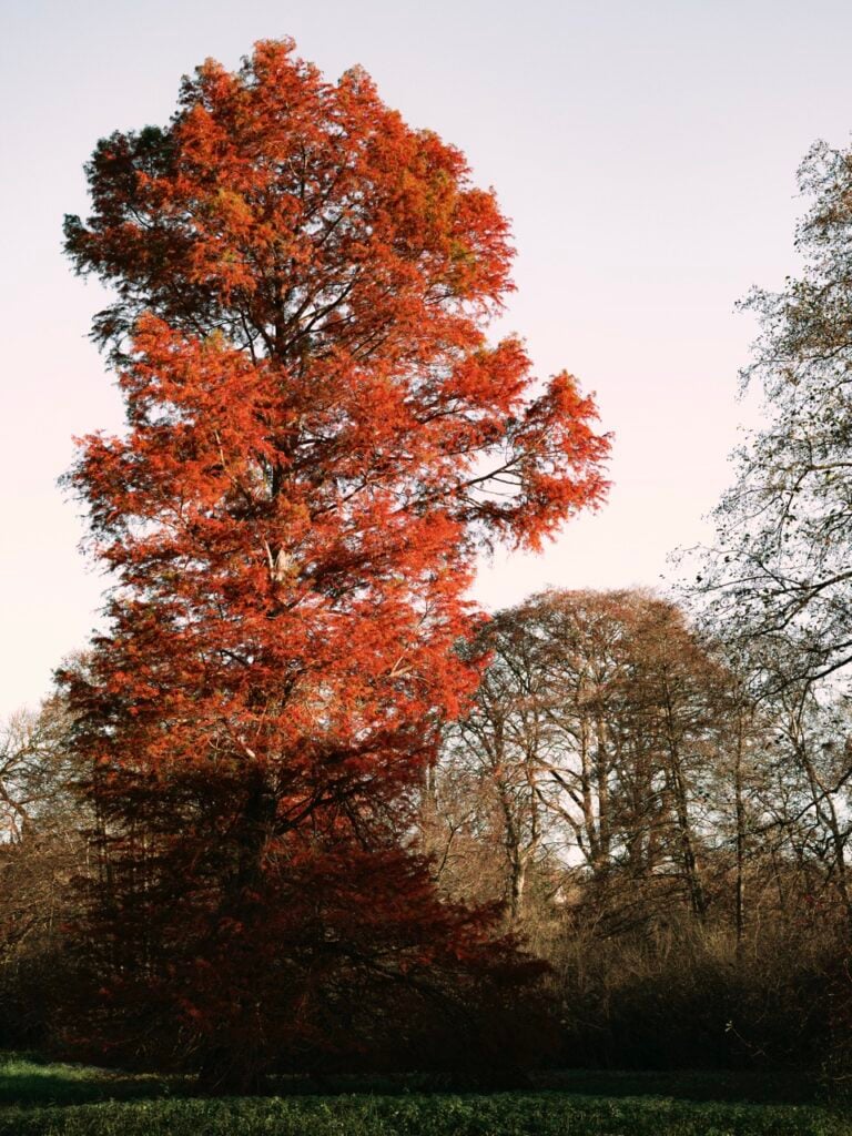 A tree with autumn colors in the gardens at Frederiksborg Castle