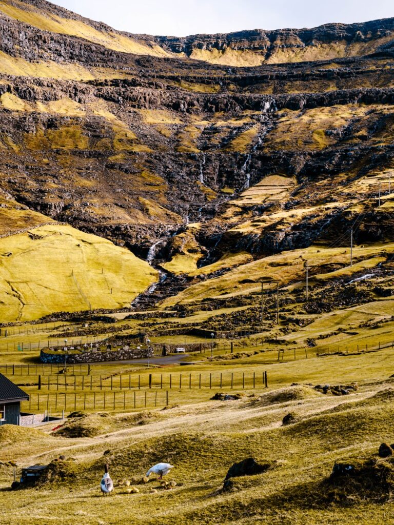 A family of geese in the Faroe Islands