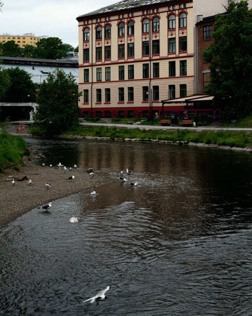 Birds by a river in Oslo, Norway