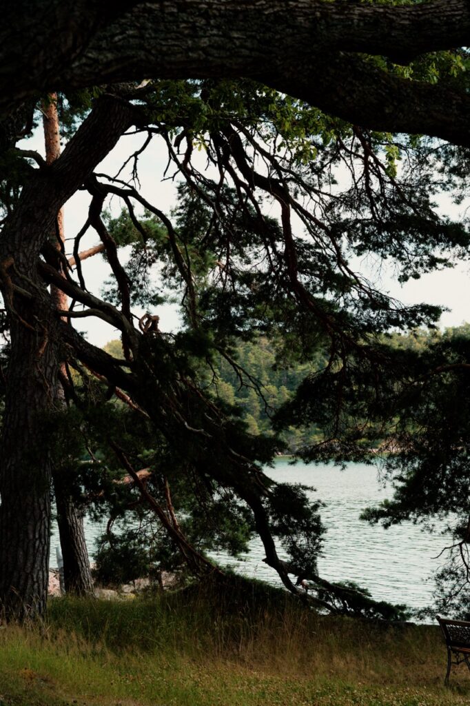 Trees in the Turku Archipelago, Finland