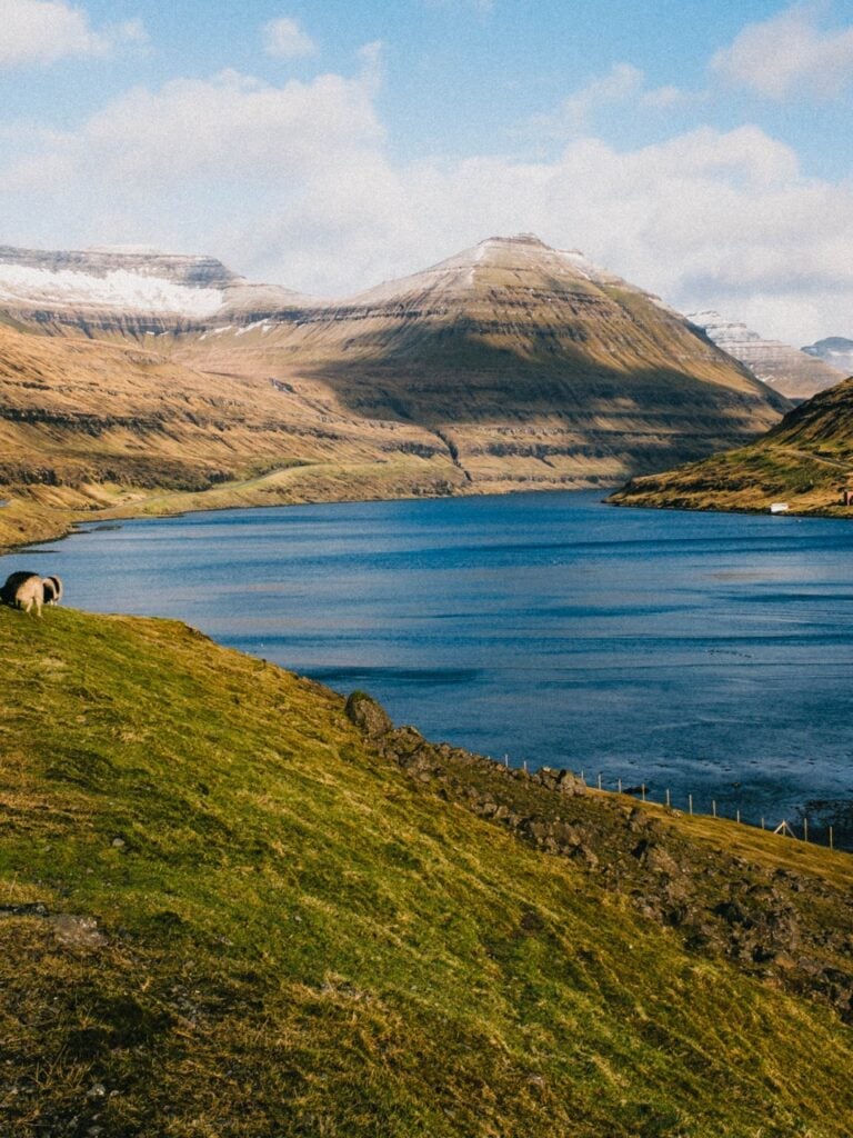 Sheep grazing in the Faroe Islands with mountains behind them