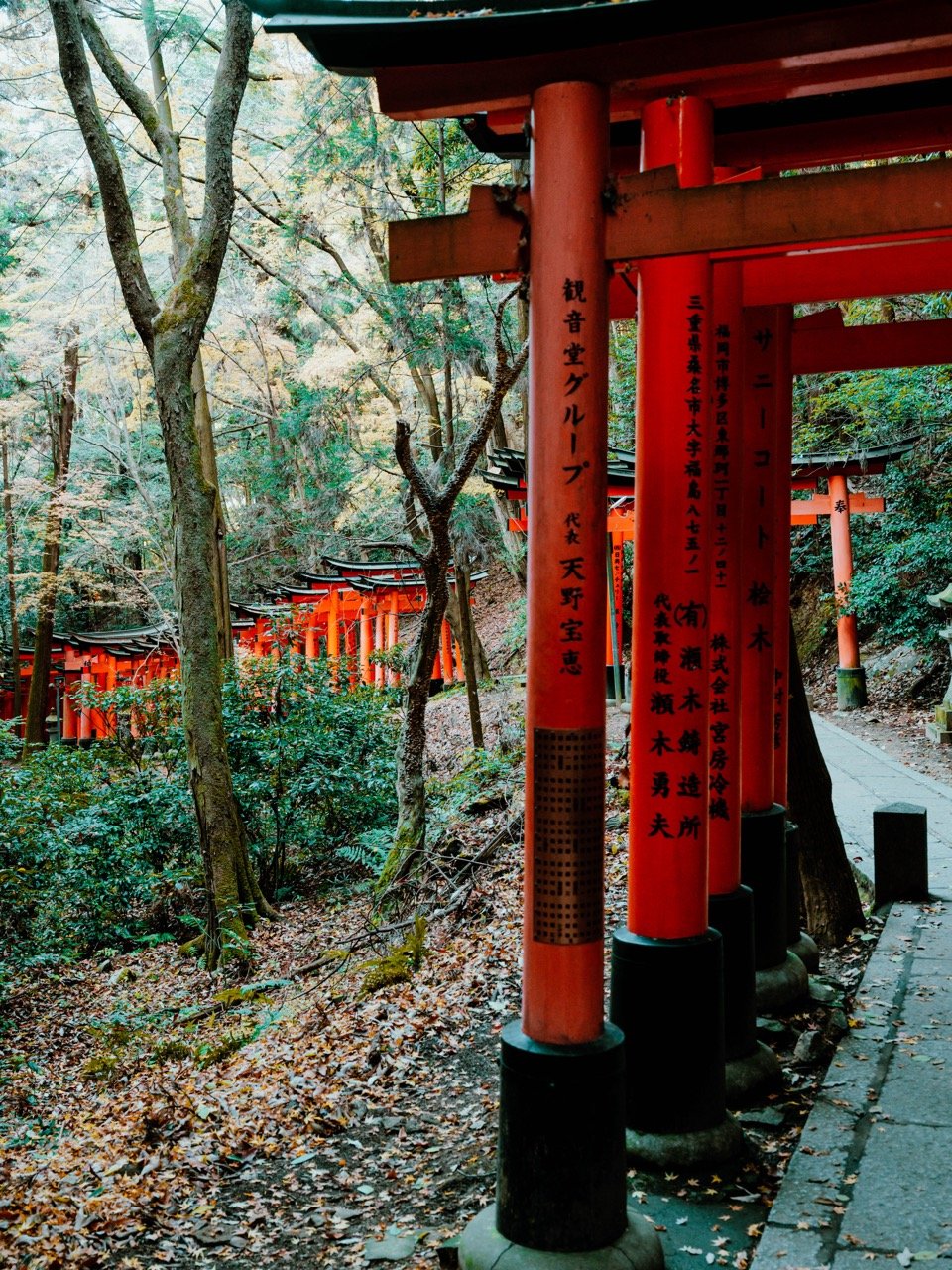 Gates at Fushimi Inari in Kyoto, Japan, in the forest