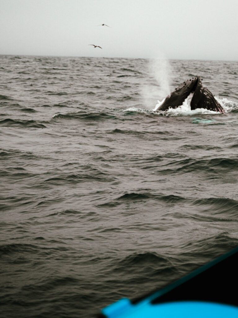 Whale-watching in Húsavik, Iceland