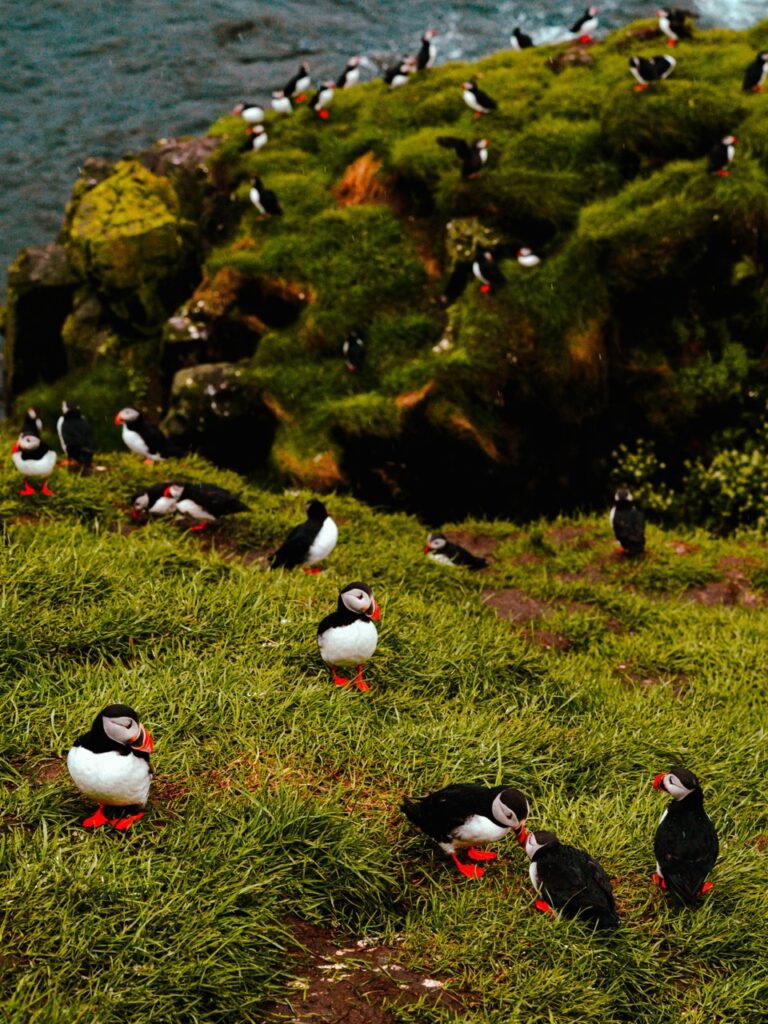 Two puffins on a cliff in Iceland