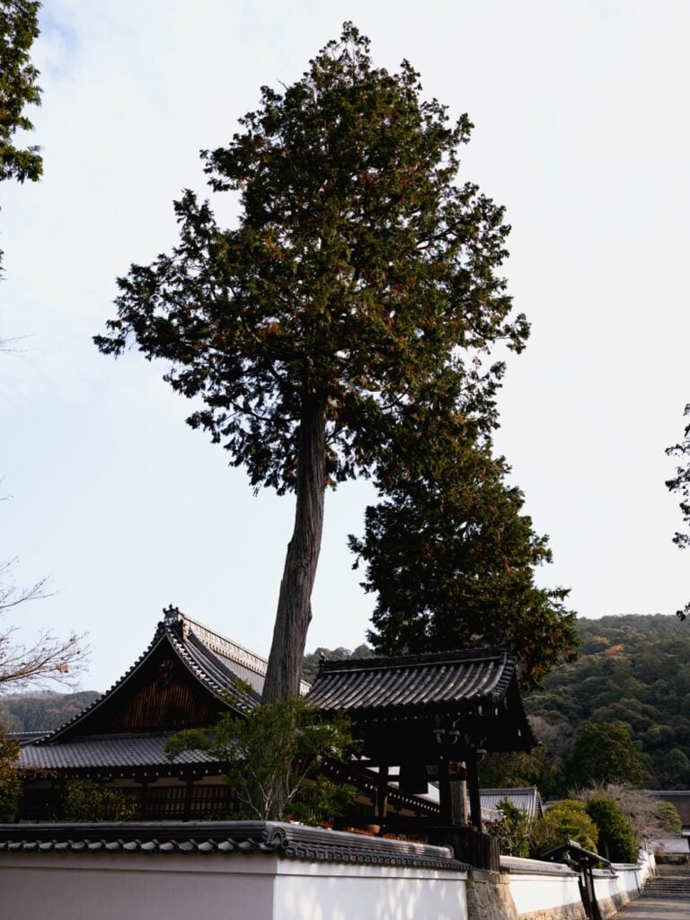 A tree at Nanzen-ji in Kyoto