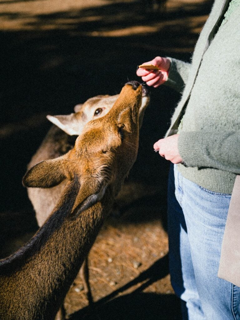 Feeding the deer in Nara, Japan