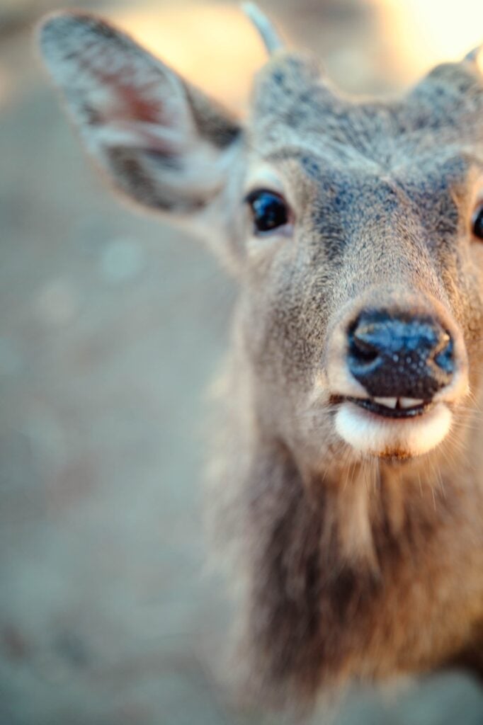 A close up of a deer in Nara, Japan