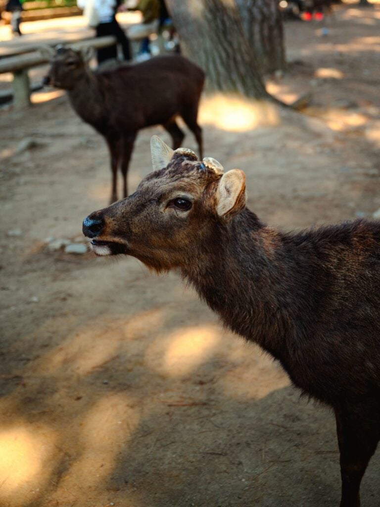 Deer in Nara, Japan