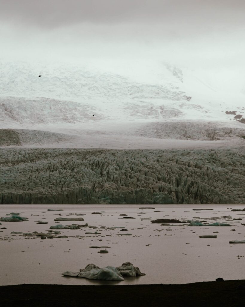 Birds at Fjallsárlón, Iceland