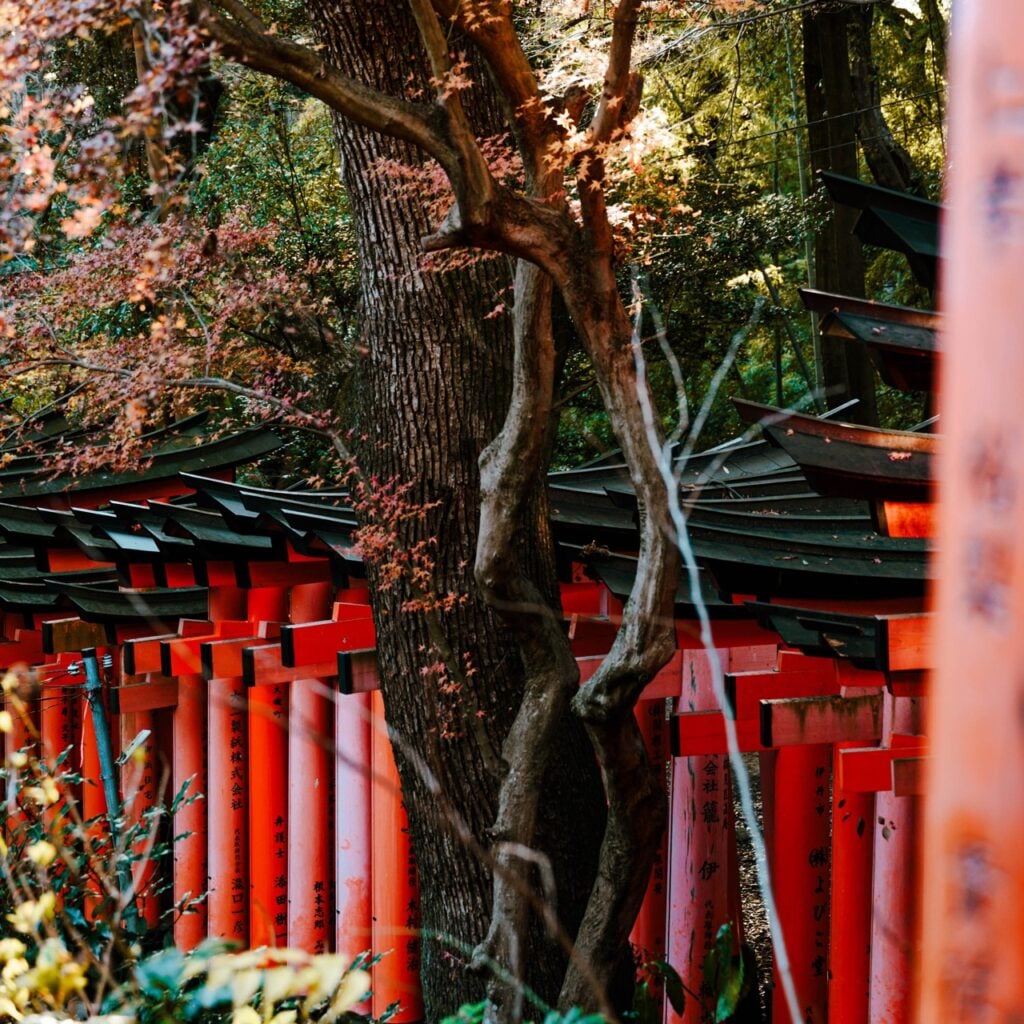 Gates and trees at the Fushimi Inari Shrine in Kyoto