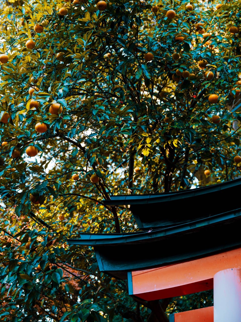 A tree at the Fushimi Inari Shrine in Kyoto