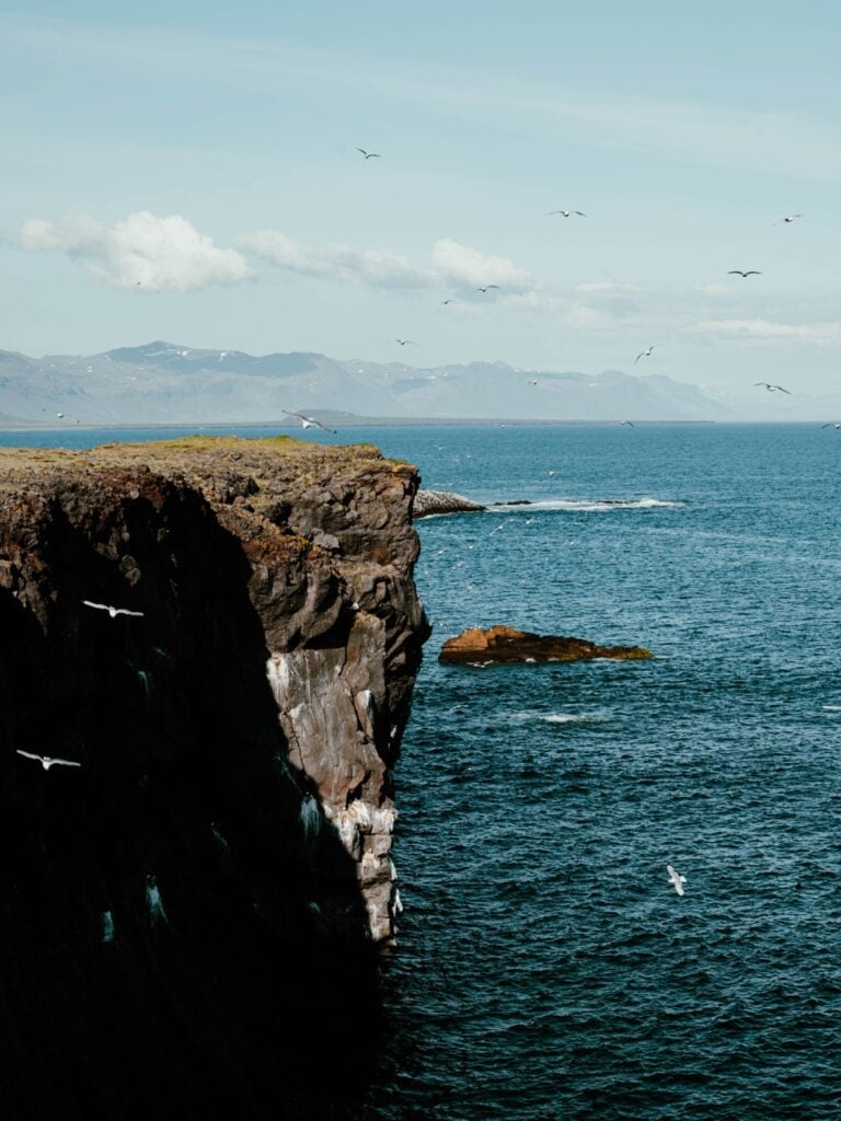 Birds at a cliff in Iceland