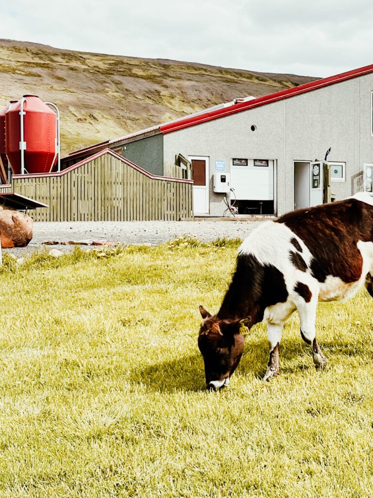 A cow on a farm in Iceland