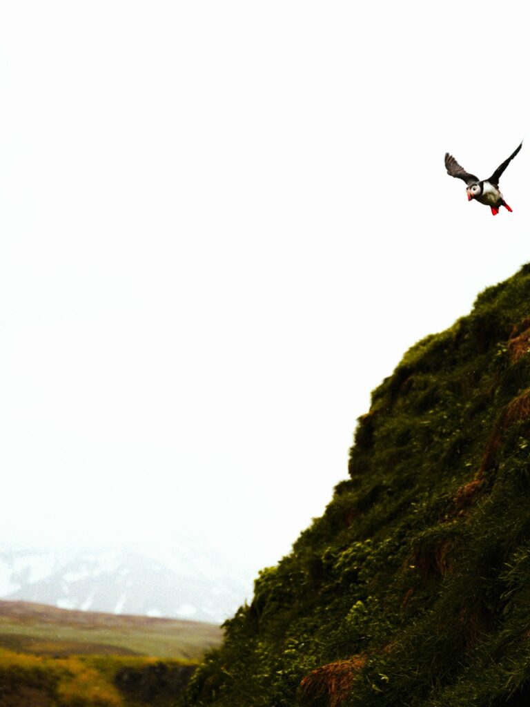 A puffin flying in Iceland