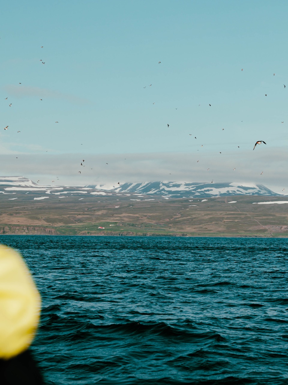 Puffins near Lundey in Iceland