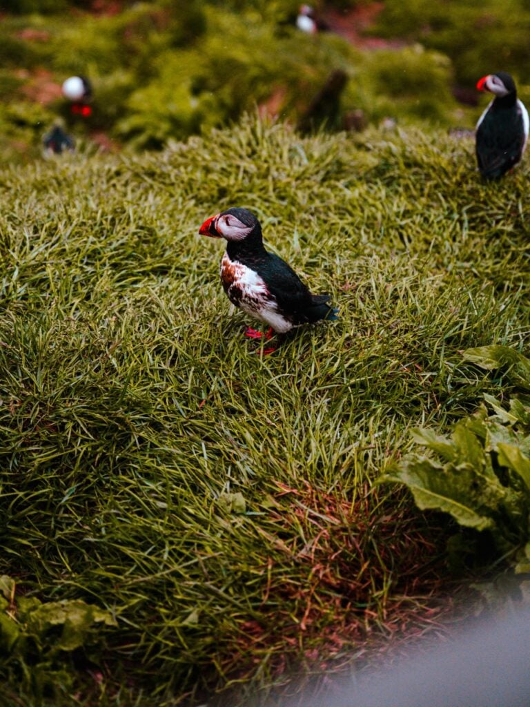 A muddy puffin in Iceland