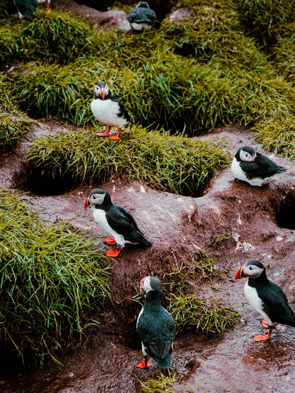 Puffin with fish in its mouth in Iceland