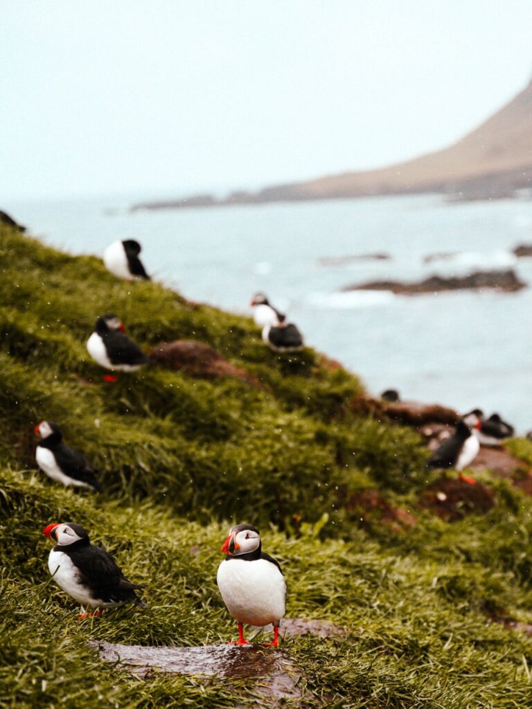 Puffins in Iceland during the rain