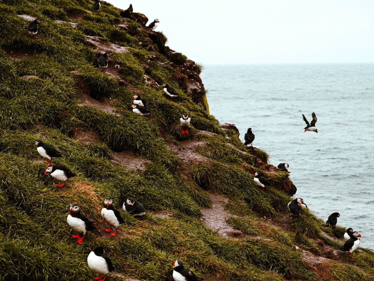A landscape photo of puffins in Iceland
