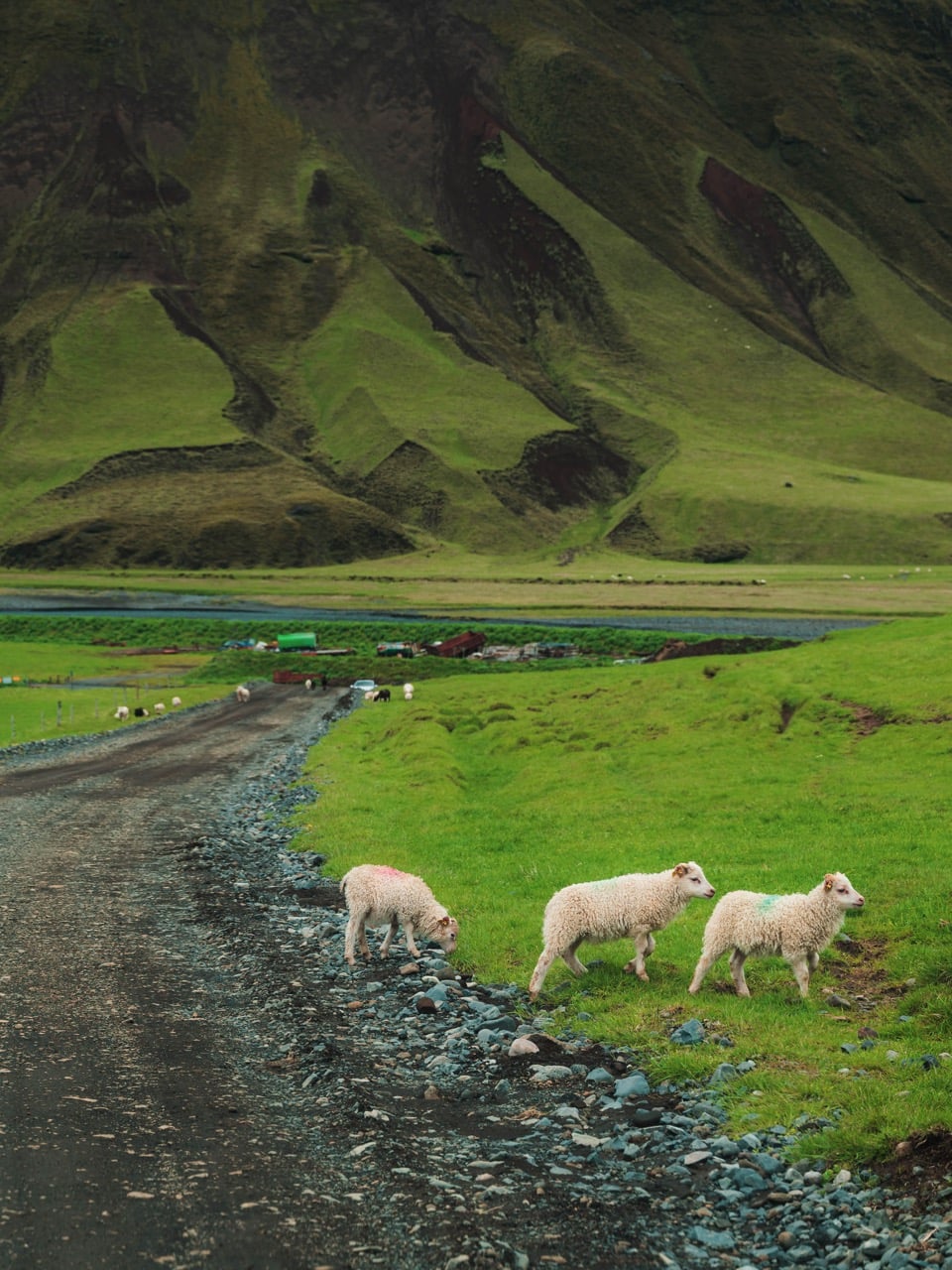 Sheep next to the road in Iceland