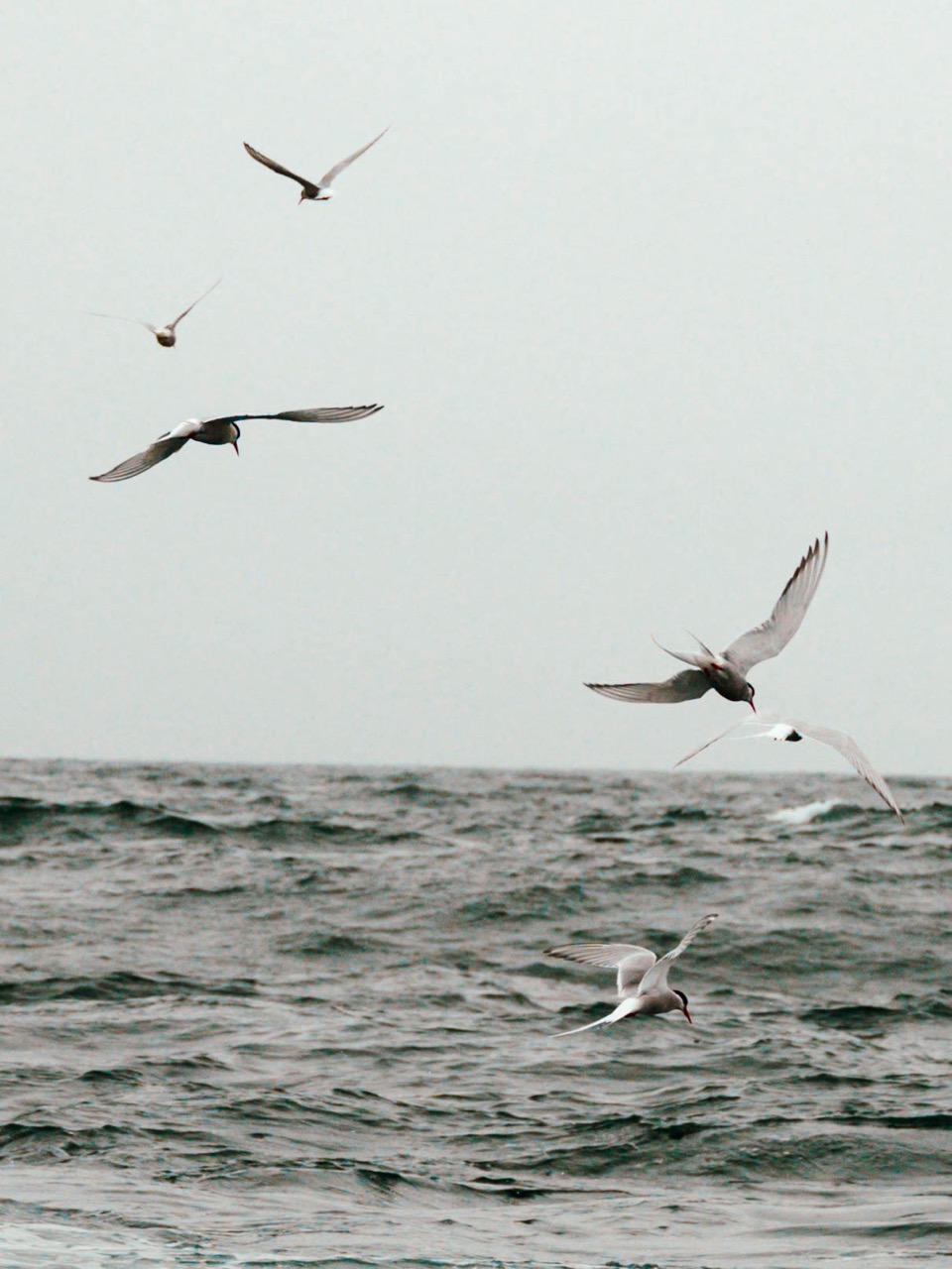 Arctic terns flying over the Atlantic Ocean near Húsavík, Iceland