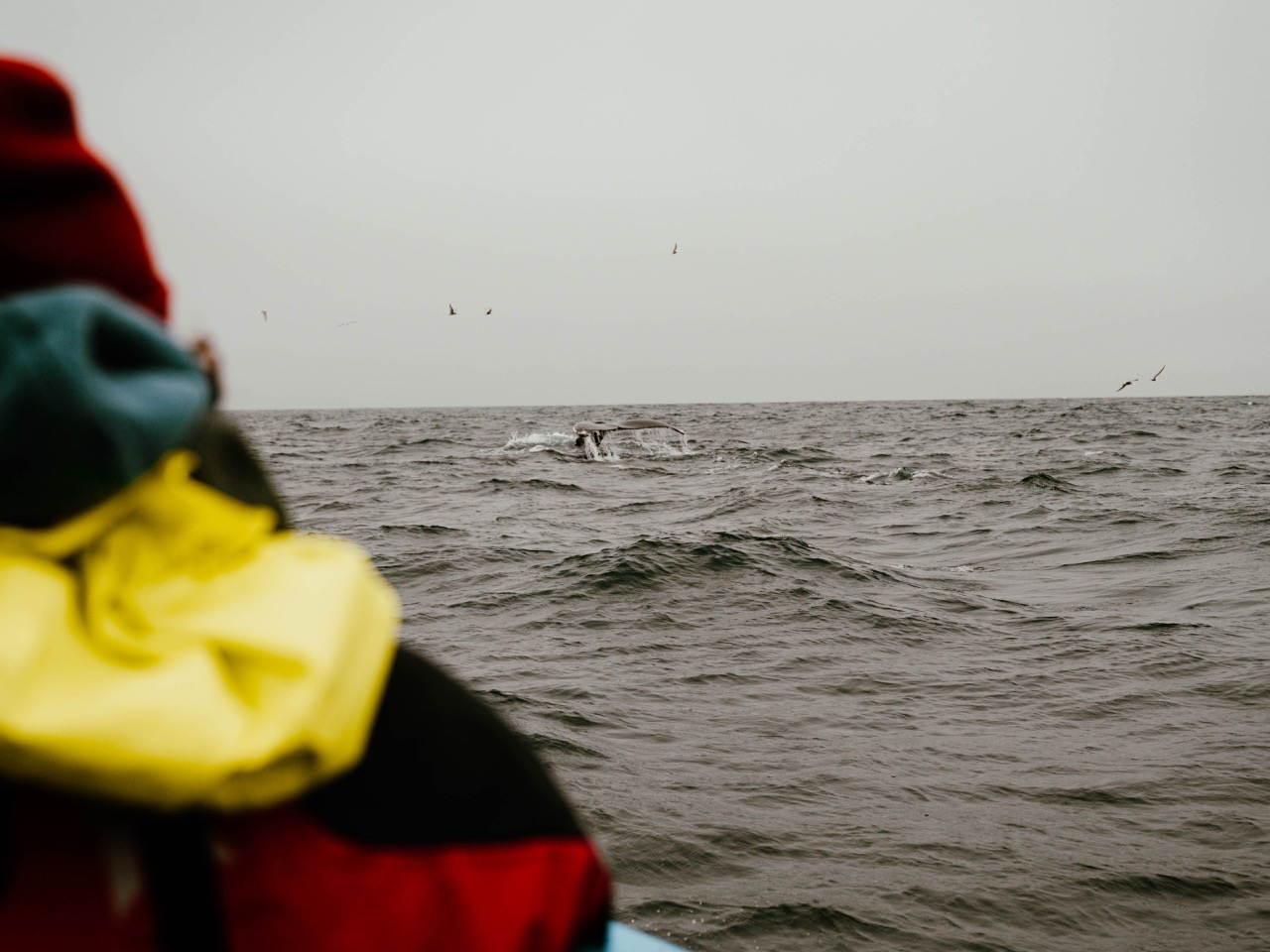 Whale-watching from a boat in Iceland