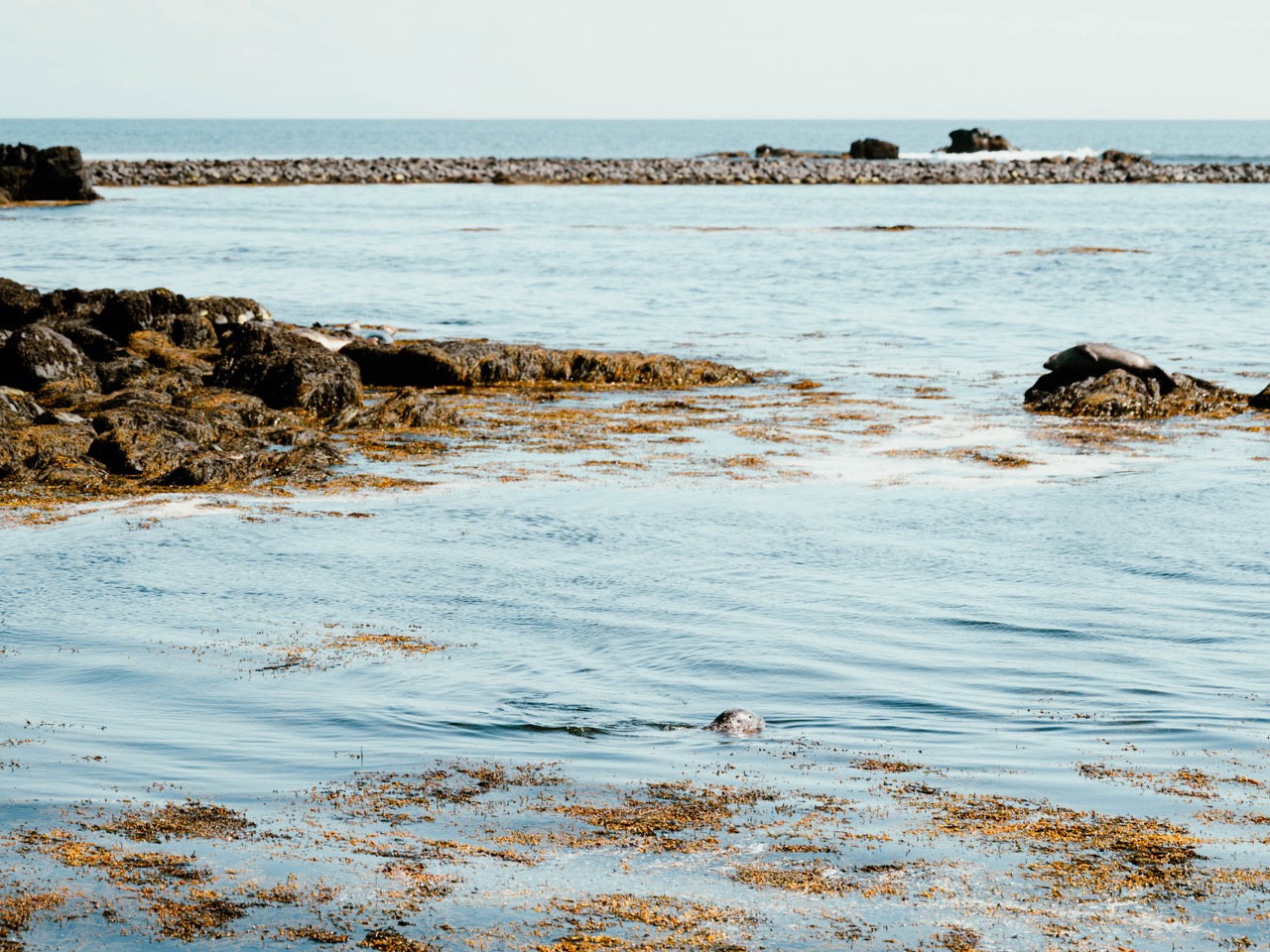 A seal swimming at Ytri Tunga in Iceland