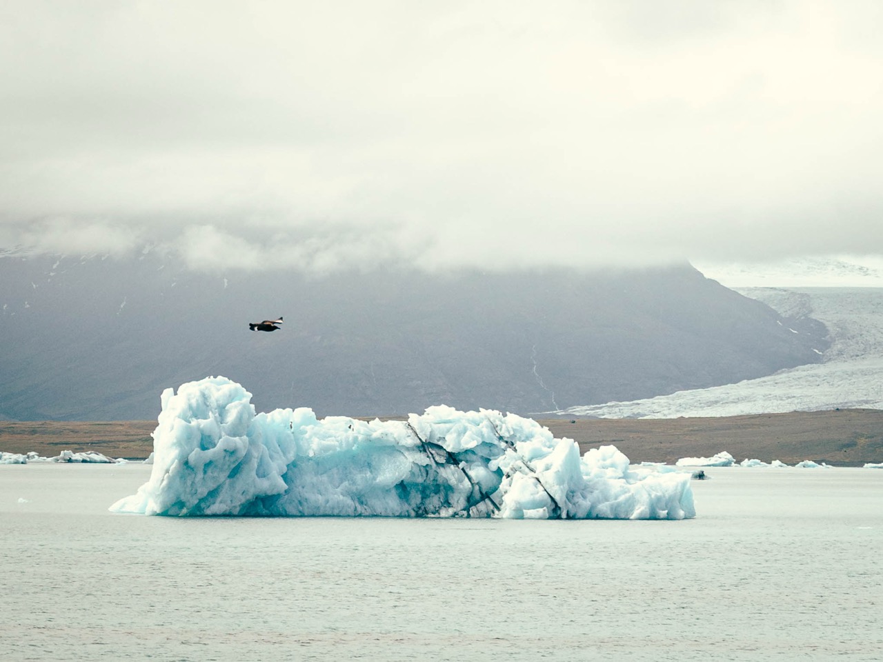 A skua flying at the Jökulsárlón glacier lagoon