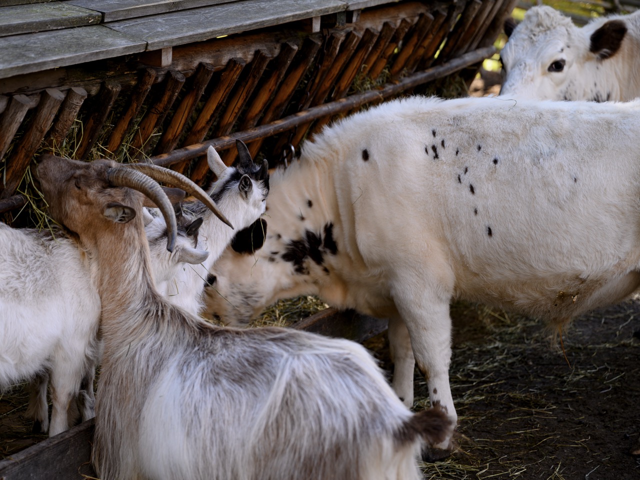 Goats and a cow at Skansen in Stockholm