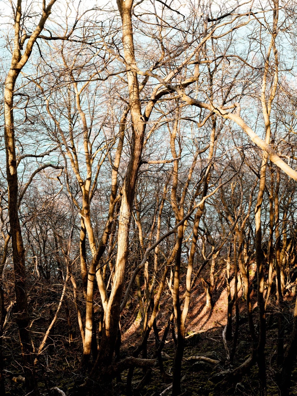 Trees on a hiking trail at the Kullaberg Nature Reserve