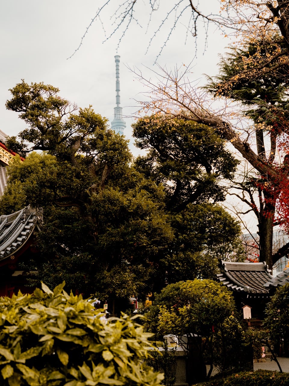 A garden at the Senso-ji Temple in Tokyo