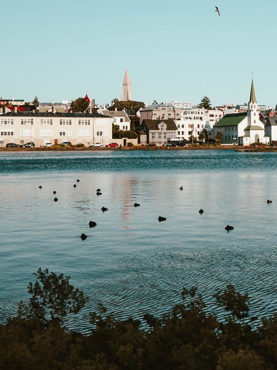 Churches and birds at Tjörnin in Reykjavík