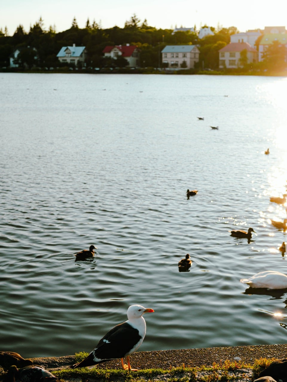 A gull on the shores of Tjörnin in Reykjavík
