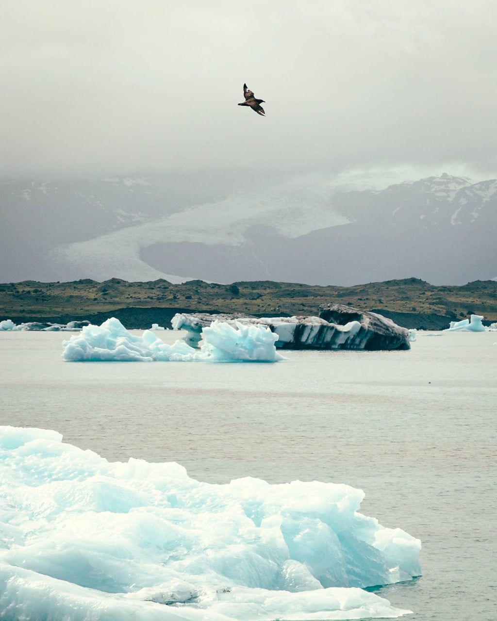 A bird flying at Jökulsárlón in Iceland