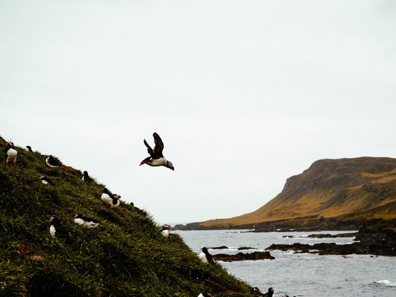 A puffin flying from a cliff in Iceland